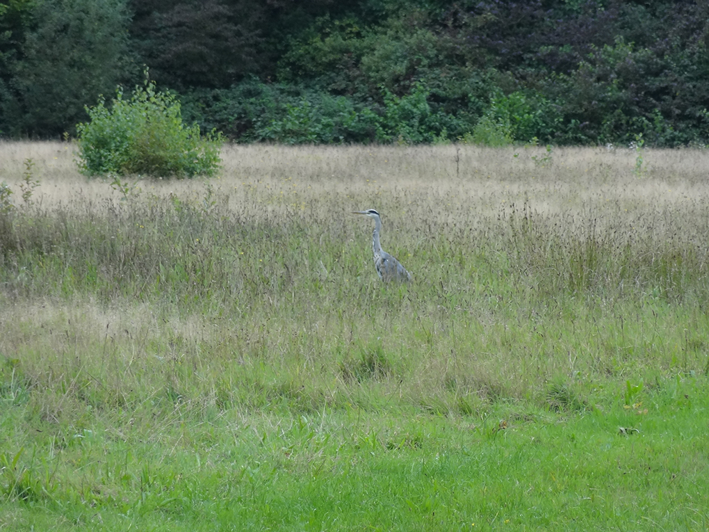  Uistapje 2017, rondleiding in de natuur en uitleg van de natuur. 